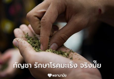 กัญชา รักษาโรคมะเร็งได้ จริงมั๊ย