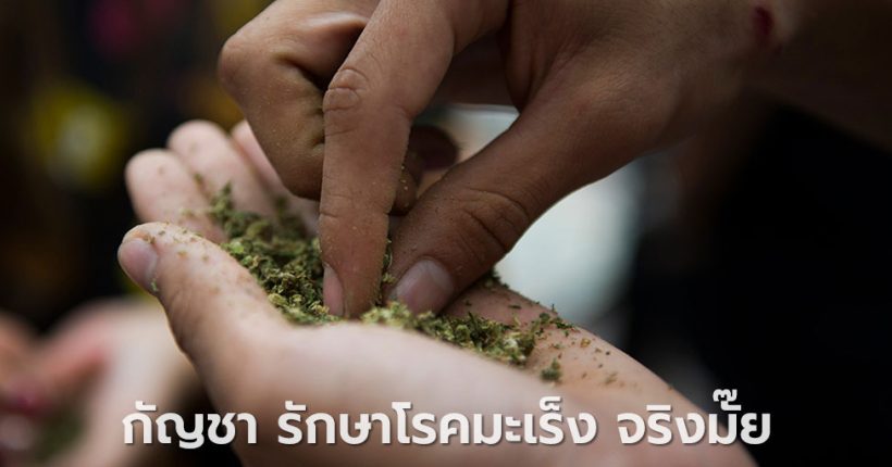 กัญชา รักษาโรคมะเร็งได้ จริงมั๊ย