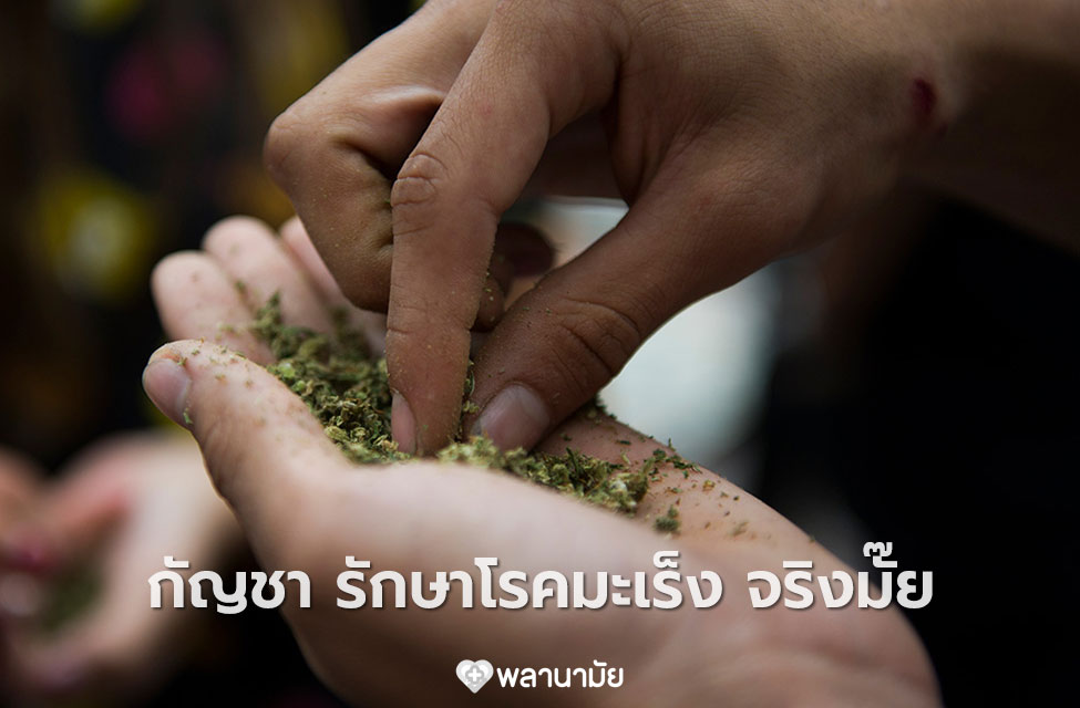กัญชา รักษาโรคมะเร็งได้ จริงมั๊ย