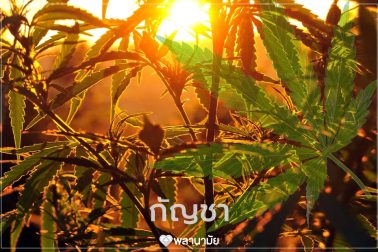 กัญชา พืชสมุนไพร ยารักษาโรค