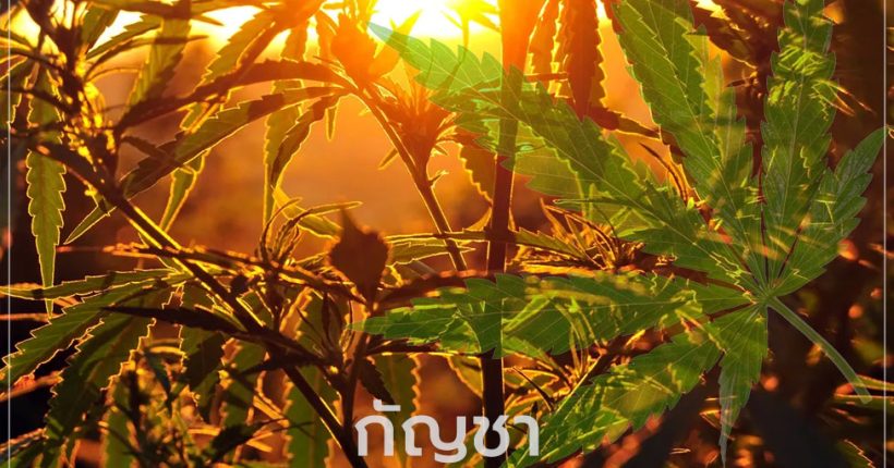 กัญชา พืชสมุนไพร ยารักษาโรค