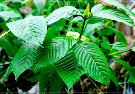 สารแอลคาลอยด์ (alkaloid) สารระงับอาการปวด ยาและสมุนไพร