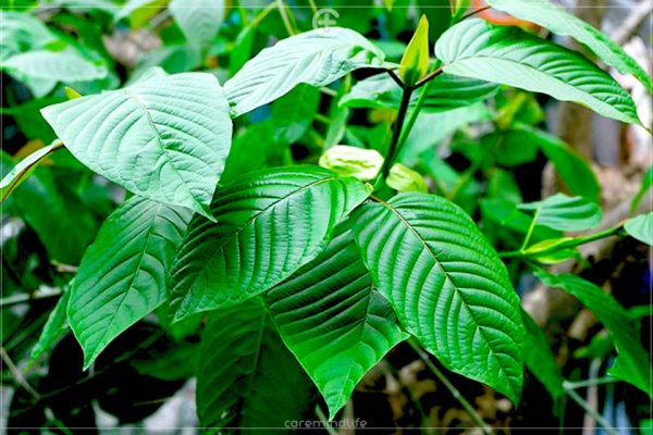 สารแอลคาลอยด์ (alkaloid) สารระงับอาการปวด ยาและสมุนไพร