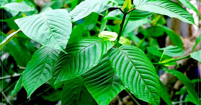 สารแอลคาลอยด์ (alkaloid) สารระงับอาการปวด ยาและสมุนไพร