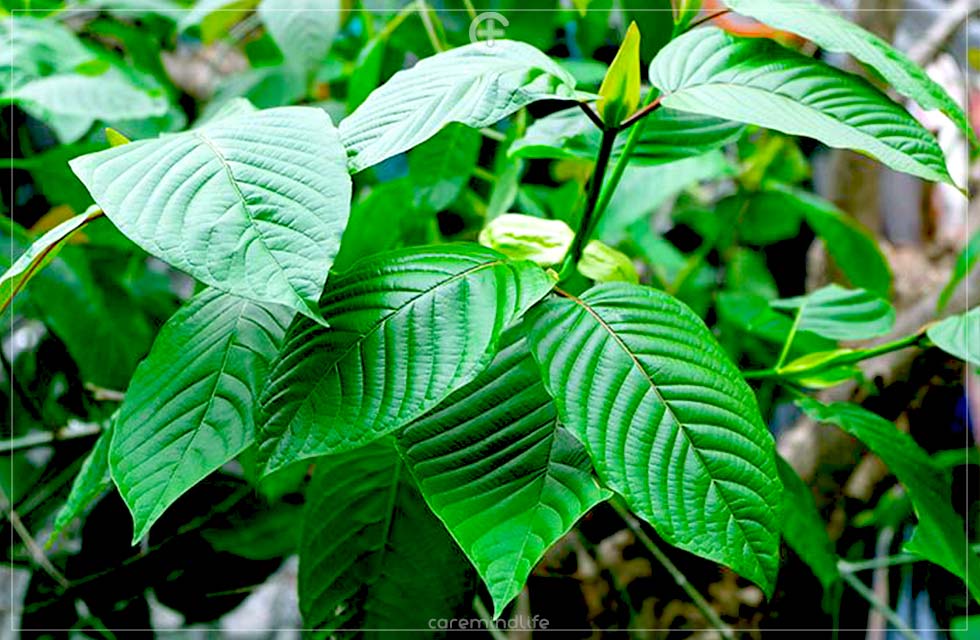 สารแอลคาลอยด์ alkaloid สารระงับอาการปวด ยาและสมุนไพร