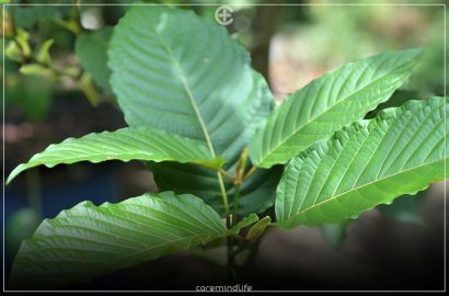 ใบกระท่อม สรรพคุณแก้ปวดเมื่อยกล้ามเนื้อ แก้อักเสบ ระงับประสาท