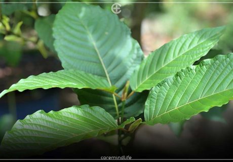 ใบกระท่อม สรรพคุณแก้ปวดเมื่อยกล้ามเนื้อ แก้อักเสบ ระงับประสาท
