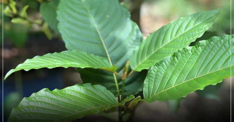 ใบกระท่อม สรรพคุณแก้ปวดเมื่อยกล้ามเนื้อ แก้อักเสบ ระงับประสาท