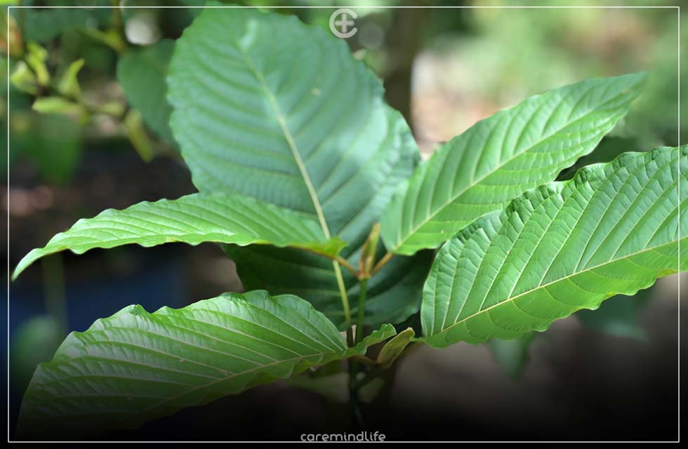 ใบกระท่อม สรรพคุณแก้ปวดเมื่อยกล้ามเนื้อ แก้อักเสบ ระงับประสาท