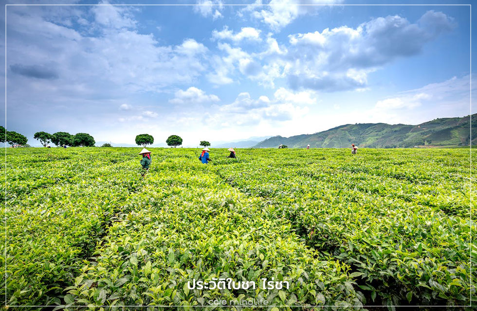 ประวัติใบชา ไร่ชา สายพันธุ์ชา