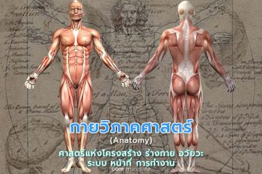 กายวิภาคศาสตร์เบื้องต้น - Introduction to Anatomy