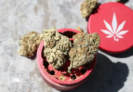 กลิ่นกัญชาที่ยังไม่เผาไหม้ ปลอดภัย มีผลกระทบต่อสุขภาพและร่างกายหรือไม่