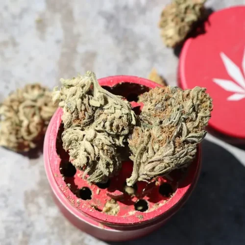 กลิ่นกัญชาที่ยังไม่เผาไหม้ ปลอดภัย มีผลกระทบต่อสุขภาพและร่างกายหรือไม่