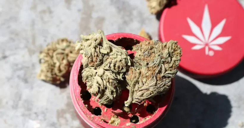 กลิ่นกัญชาที่ยังไม่เผาไหม้ ปลอดภัย มีผลกระทบต่อสุขภาพและร่างกายหรือไม่