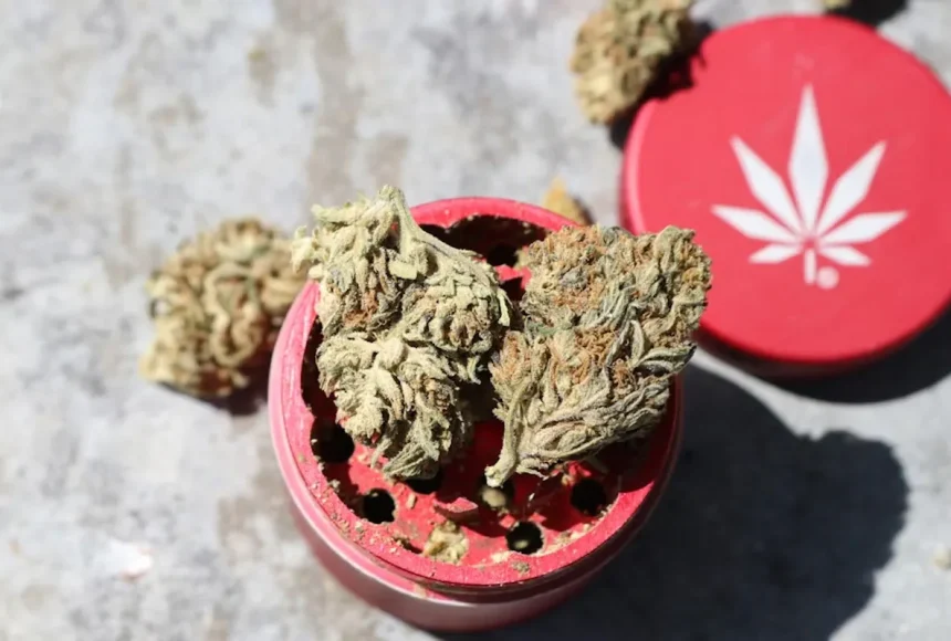 กลิ่นกัญชาที่ยังไม่เผาไหม้ ปลอดภัย มีผลกระทบต่อสุขภาพและร่างกายหรือไม่